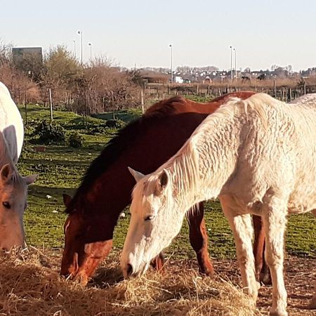 Petite Maison Dans La Campagne A 10 Mn A Pied Du Centre Ville آرْلْ المظهر الخارجي الصورة