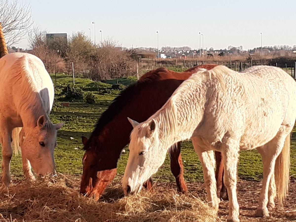 Petite Maison Dans La Campagne A 10 Mn A Pied Du Centre Ville آرْلْ المظهر الخارجي الصورة